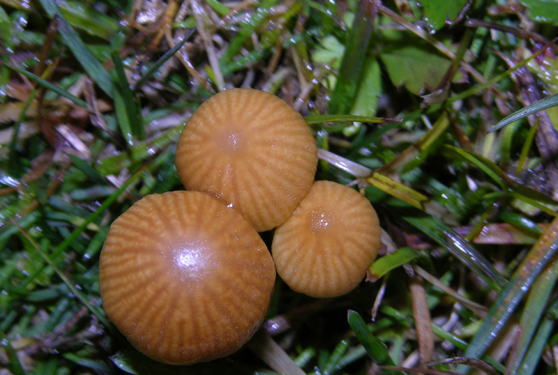 Galerina 0047(anno 2008)